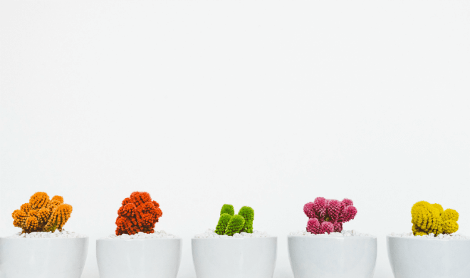 three different colored cacti in white pots on white background